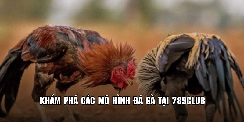Đá Gà 789Club – Chiến Trường Kinh Điển Với Hơn 3+ Thể Loại